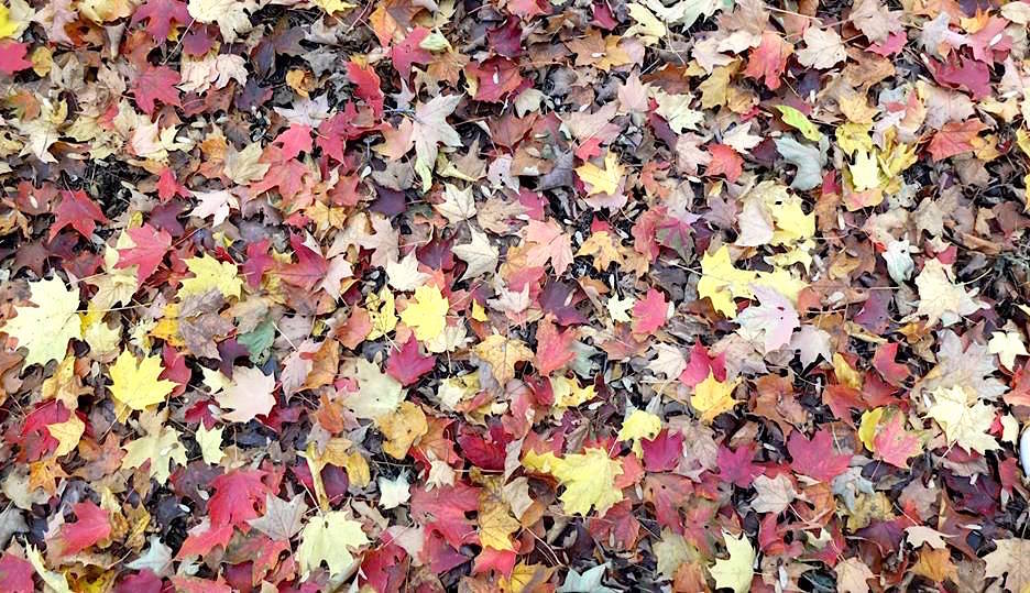 Automne-feuilles-slowandcute