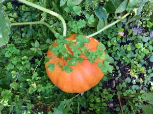 La citrouille du jardin
